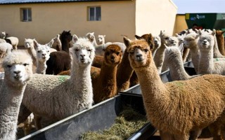 羊驼适合在什么地方养殖，适合在山区、草原等地养殖