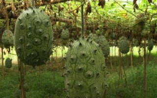 刺角瓜的原产地，原产于非洲卡拉哈里沙漠