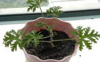 驱蚊草的养殖方法,生长需要充足的光线照