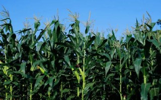 新玉62号玉米种子简介，防治地下害虫