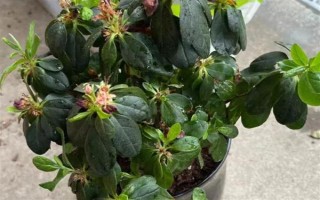 杜鹃花花朵掉了的原因，可能是自然凋谢或温度不适所致