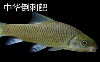 军鱼好不好吃，肉质细嫩鲜美深受消费者欢迎