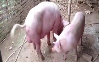 猪交配时出血有没有影响，通常没有影响