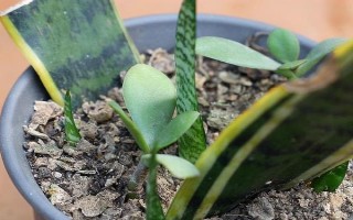 虎皮兰如何扦插,要选择健康的虎皮兰枝叶上的叶子