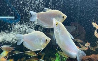 曼龙鱼能和什么混养，能和月光鱼、红箭鱼等混养