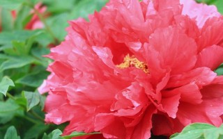 牡丹花的常见品种,常见的有魏紫、姚黄、赵粉等