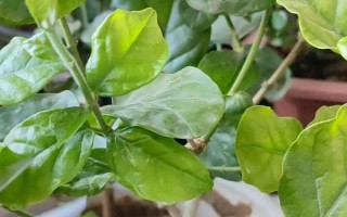 冬季茉莉的叶片为什么会干焦脱落,低温、缺光、水分过多均会导致