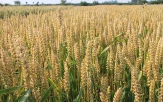 婴泊700小麦种简介，生育期243天左右