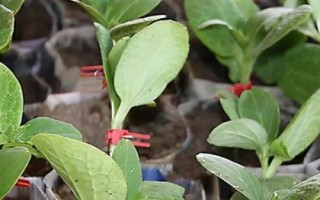 黄瓜嫁接后高产管理技术，嫁接后需遮光处理