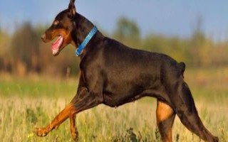 杜宾犬适合吃什么狗粮，爱慕丝、麦顿、麦德琳等品牌均为适宜选择