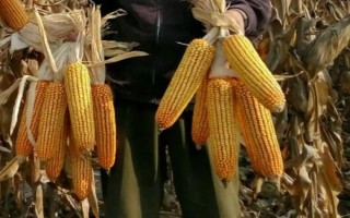 奥利3号玉米种子特点,选择中上等肥力地块种植