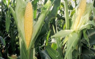 聊阳307玉米种子介绍,夏播生育期105天