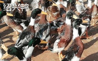 鸭有哪些品种，包括高邮鸭、北京鸭、绍兴鸭等种类