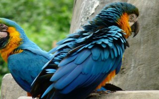 如何训练鹦鹉说话，首先保证训练环境是安静的