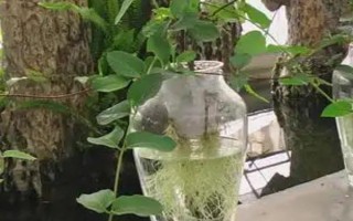 金银花烂根如何处理，可翻晒盆土、大水冲根等