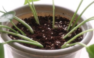 如何修剪垂下来的绿萝，剪除下垂枝条的顶部嫩芽