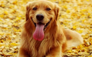 纯种金毛的特征，眼睛呈深棕色、头骨较宽微呈拱形