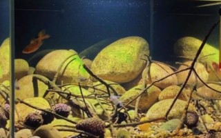 如何用鹅卵石在鱼缸内造景,铺满底砂后种植水草、然后再放上鹅卵石