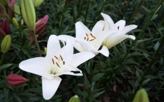 百合能放在卧室吗,香味浓郁不适合放在卧室