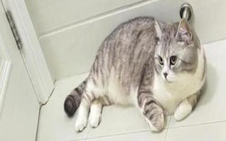 猫类风湿性关节炎的症状，初期症状表现为精神不振、有些发热等