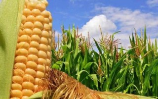 丰大611玉米种子简介，普通夏玉米品种