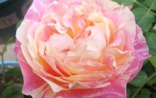 莫奈月季属于灌木还是微月，属于灌木