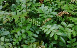 清香木花的寓意,寓意淡雅、朴实无华等