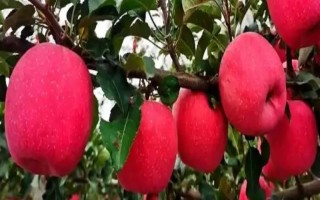 响富苹果品种简介，其优质果率高达90%以上
