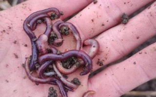 种植茭白怎么套养黄鳝，育苗1个月左右再放养鳝种