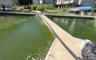 海瓜子怎么养殖，排干水塘再将种苗均匀撒在塘面上