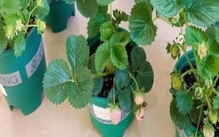 盆栽草莓苗怎么定植，将根系埋入土壤中再压实浇水