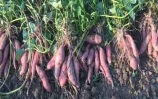 甘薯和红薯的区别,二者其实没有实质性区别、只是叫法有差异