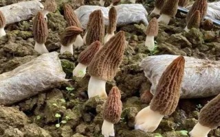 羊肚菌如何辨别真假，可以从菌盖上的凹坑和色泽来鉴别