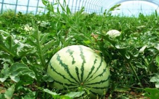 春播西瓜怎么种植,定植后需追肥三次