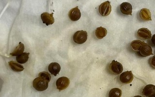 香菜催芽播种的方法，根据当地的气候环境选择合适的品种