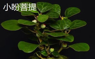 小盼菩提与菩提树有什么区别，前者叶片宽大且表面光滑、后者叶片呈革质