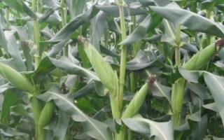 嘉乐玉818玉米种子简介,春播平均生育期117.0天