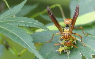 胡蜂的食物，杂食性、食物范围广泛