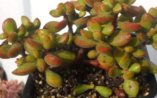 若歌诗多肉怎么繁殖，扦插繁殖最为常用