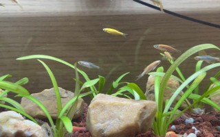 为什么斑马鱼一条接一条死了，可能是水质不佳或温度不合适所致