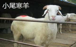 湖羊和小尾寒羊的区别,分布地区、类型和体重均不同