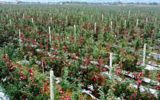 苹果怎么种，在秋冬季土壤封冻前种植