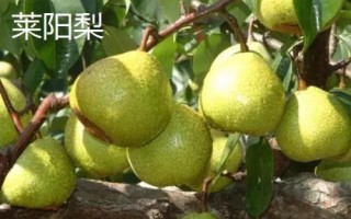 山东烟台市的特产,烟台海参闻名海内外