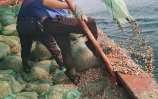 花甲的分布,广泛分布于我国的南北海区