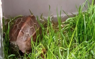 草龟冬眠期间要注意什么,需保持安静、将草龟放在避光处