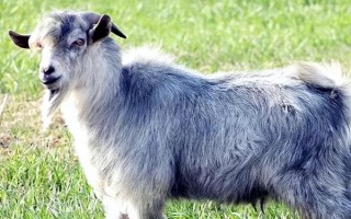 一胎六七只的山羊品种,有青山羊