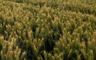 安科1802小麦种子介绍,比对照品种周麦18熟期稍晚