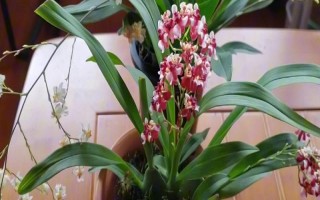 文心兰的养殖方法，适合生长在较为肥沃的环境中