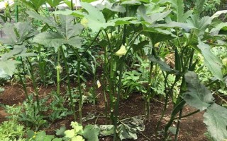 黄秋葵和绿秋葵的区别，二者没有区别