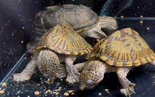 剃刀龟吃什么龟粮，吃含有增色剂的龟粮最好